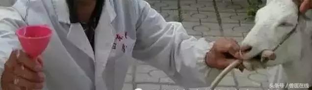 看图羊病,看图学经络