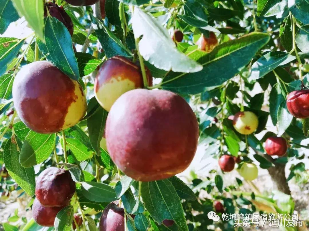 九月的碾畔民宿，红枣与你邂逅