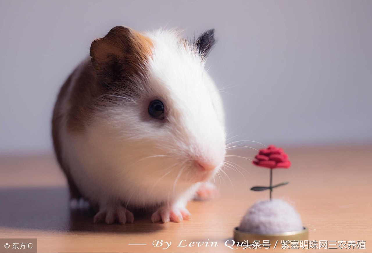 大型养殖荷兰猪新手入门必知,荷兰猪怎么养殖技术最好