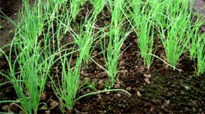 浙江洋葱种植时间和方法 (洋葱和大蒜种植时间)