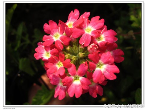 美女樱认不得？只怪它衣服太多