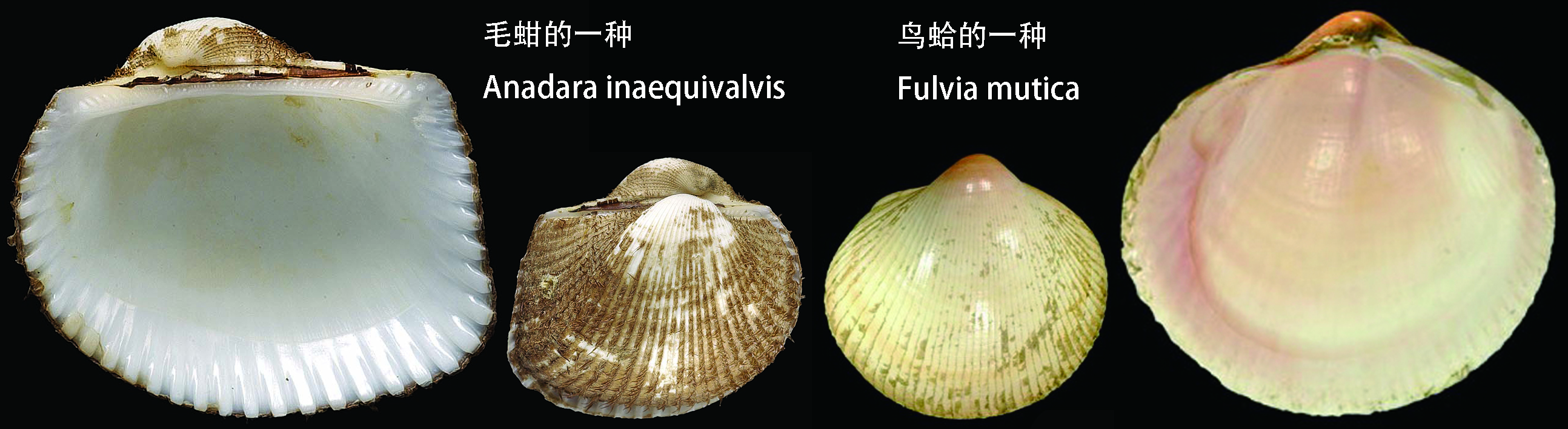 海边贝类种类,各种贝类的名称