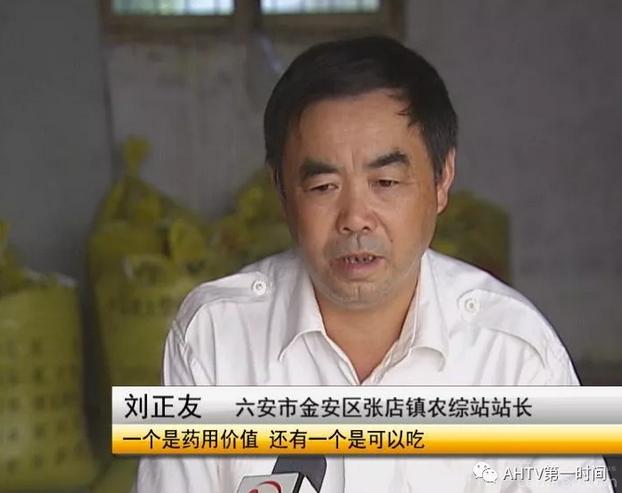 六安：桃树树干上结了很多这样的东西，究竟是啥？能吃还能美容？