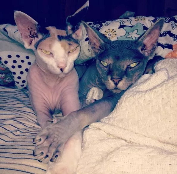 维密天使猫猫走秀,维密超模走秀猫咪