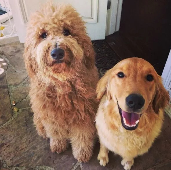 维密天使猫猫走秀,维密超模走秀猫咪