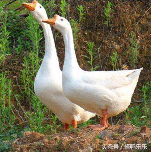 在农村创业养鹅前景怎样,养殖鸡鸭鹅投资多少钱