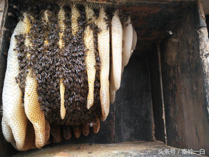 土蜂蜜四大名蜜,最好吃的土蜂蜜