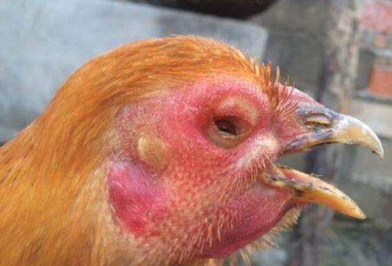 鸡冠发黑流口水是什么病,鸡冠发紫肿头肿脸眼睛瞎呼吸困难