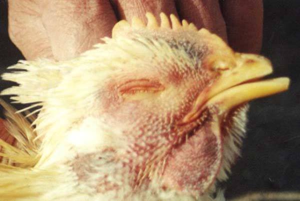 鸡冠发紫肿头肿脸眼睛瞎呼吸困难,鸡冠发紫呼吸困难是什么病