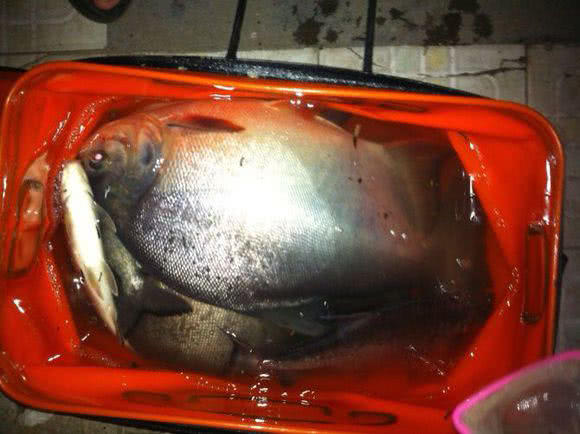 这白鲳鱼6元一斤,随便钓,有牙齿,非常凶猛,溜鱼特别爽