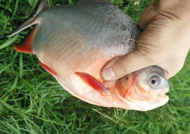 这白鲳鱼6元一斤,随便钓,有牙齿,非常凶猛,溜鱼特别爽