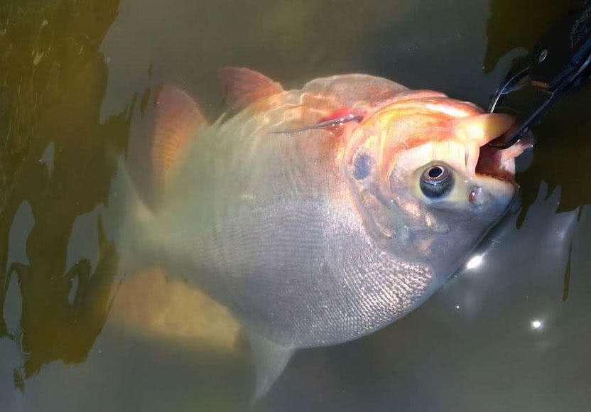 这白鲳鱼6元一斤,随便钓,有牙齿,非常凶猛,溜鱼特别爽