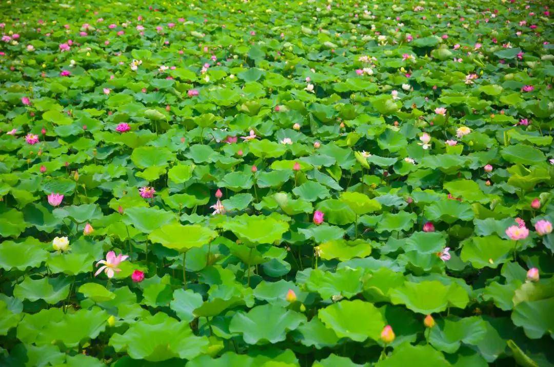 盐城以后有可能成为二线城市吗,盐城有望成为二线城市吗