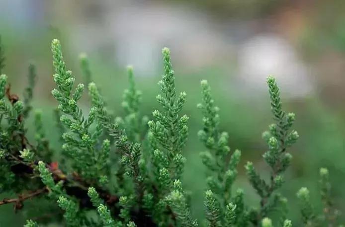 宜昌董市古镇,枝江市古镇