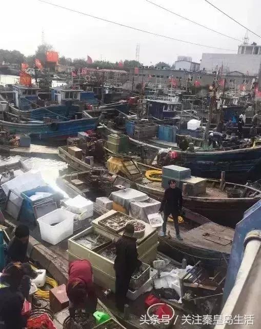 开海后的生猛海鲜已抵达秦皇岛,秦皇岛开海前的海鲜