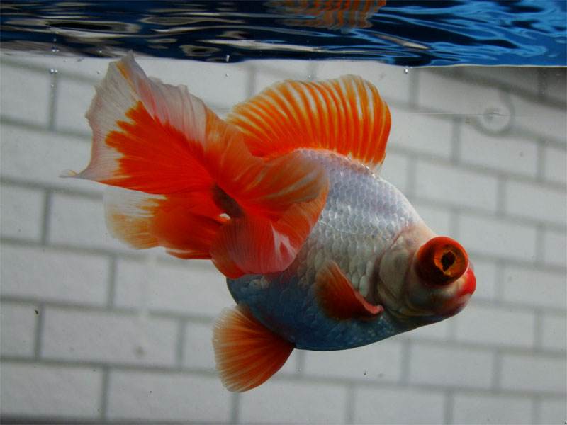 地摊上买的鱼能养活嘛,地摊卖鱼怎么养鱼