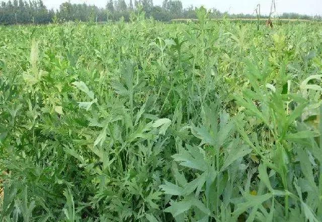 中医祛风的药主要是干嘛的,祛风最好的一味药