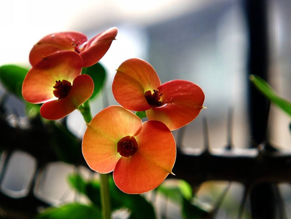 大盆栽虎刺梅花视频,美丽好看的盆栽