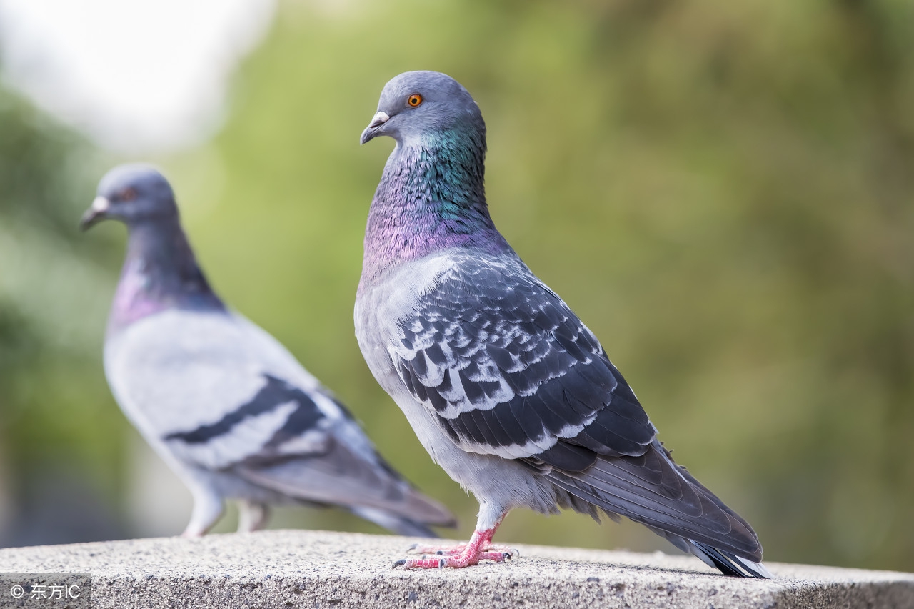 血统鸽配血统鸽能飞不,家鸽和信鸽配对出什么样的鸽子