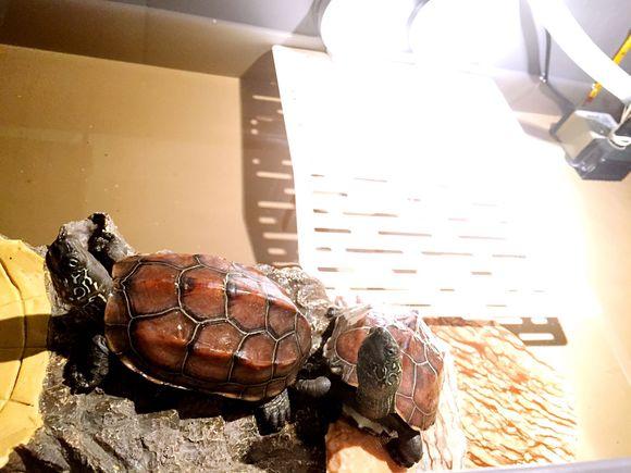 「龟友记录」萌妹子养龟全纪录（第一部）