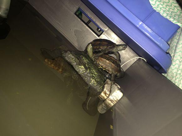 「龟友记录」萌妹子养龟全纪录（第一部）