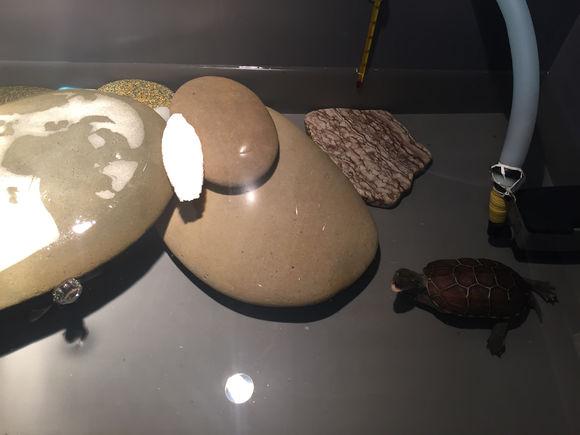 「龟友记录」萌妹子养龟全纪录（第一部）