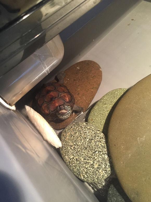 「龟友记录」萌妹子养龟全纪录（第一部）