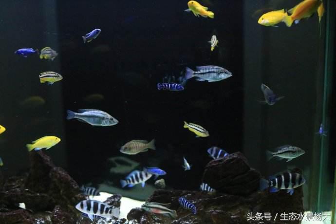 裸缸养三湖慈鲷的优缺点,养三湖慈鲷需要造浪泵吗