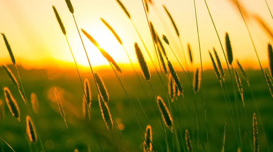 抗癌荆棘路,一位癌症患者的神奇康复之路