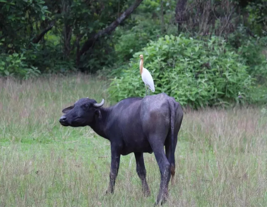 尼泊尔SKR什么地方？