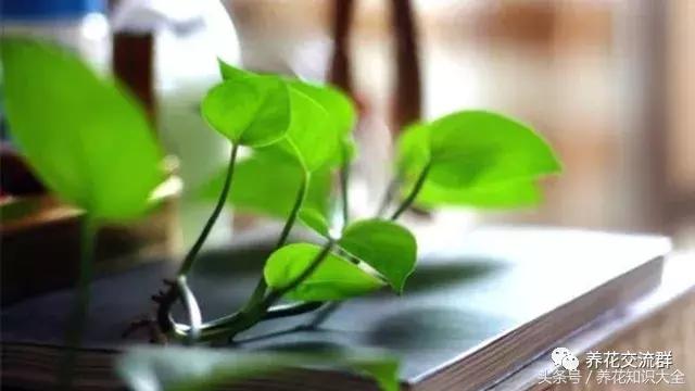 水培绿萝怎么养护长得才茂盛,刚种植的大盆绿萝柱怎么养护