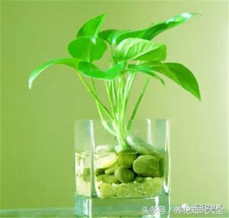 水培绿萝怎么养护长得才茂盛,刚种植的大盆绿萝柱怎么养护