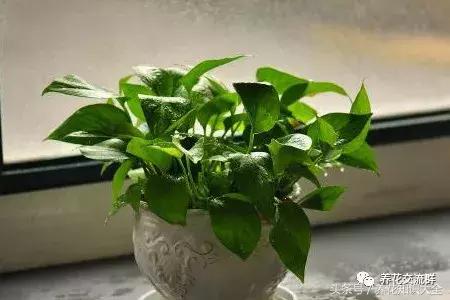 水培绿萝怎么养护长得才茂盛,刚种植的大盆绿萝柱怎么养护