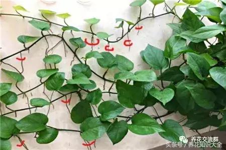 水培绿萝怎么养护长得才茂盛,刚种植的大盆绿萝柱怎么养护
