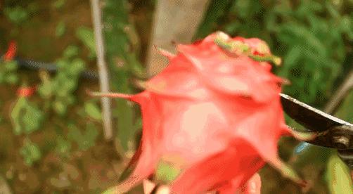 青白江水果西梅,青白江应季水果