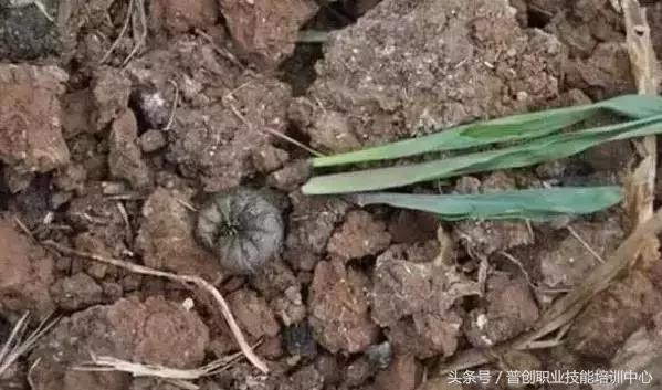 种菜病虫害的防治口诀,种菜小知识大全预防病虫害