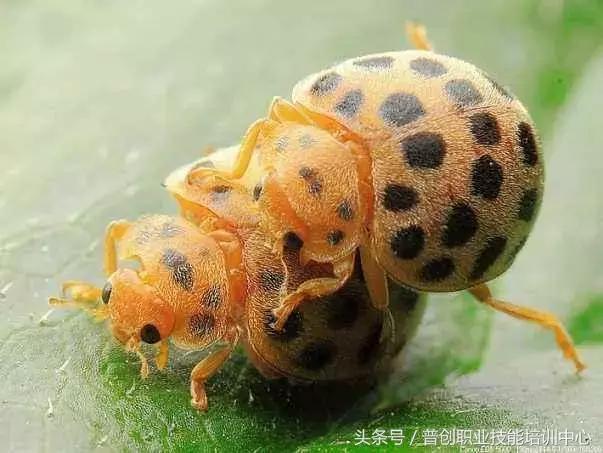 种菜病虫害的防治口诀,种菜小知识大全预防病虫害