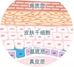 干细胞的潜力在哪里你了解吗,关于干细胞你应该知道什么