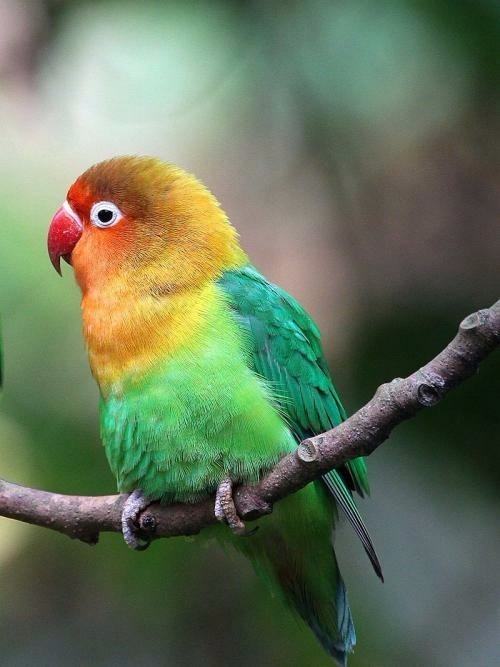 宠物鸟都有什么,宠物鸟都有哪些种