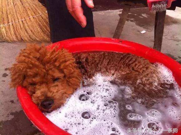 去宠物店挑选狗要注意哪些方面,宠物店给狗狗护理到底有没有必要