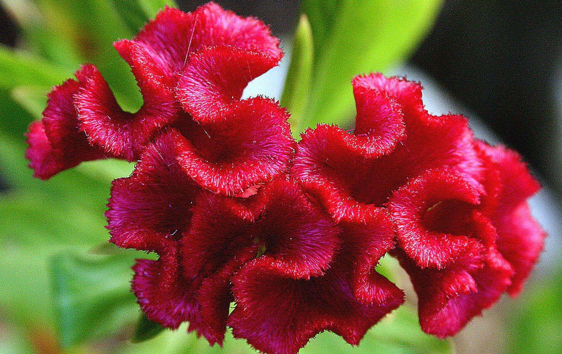 12生肖属鸡运势,属鸡人养什么植物最旺