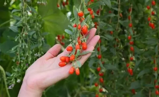 狗奶和枸杞是一种东西吗,野生的狗尿苔是枸杞子吗