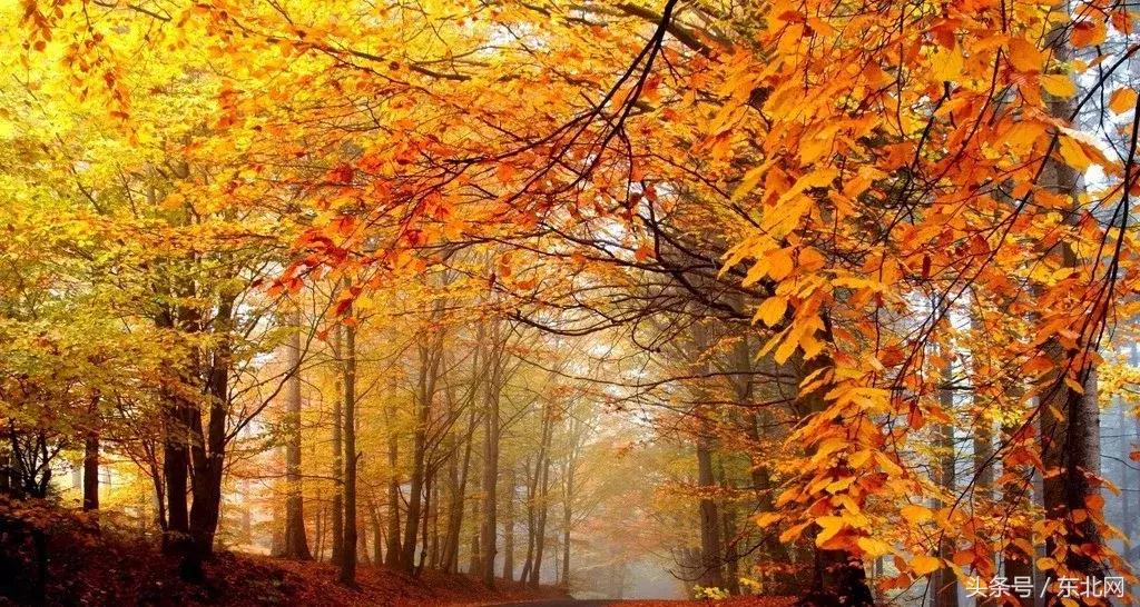 北京秋天一定要看的美景,北京秋天到处都是天堂般的美