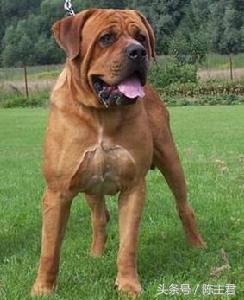 世界名犬前十名,世界名犬排名前十名图片