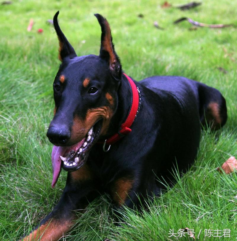 世界名犬前十名,世界名犬排名前十名图片