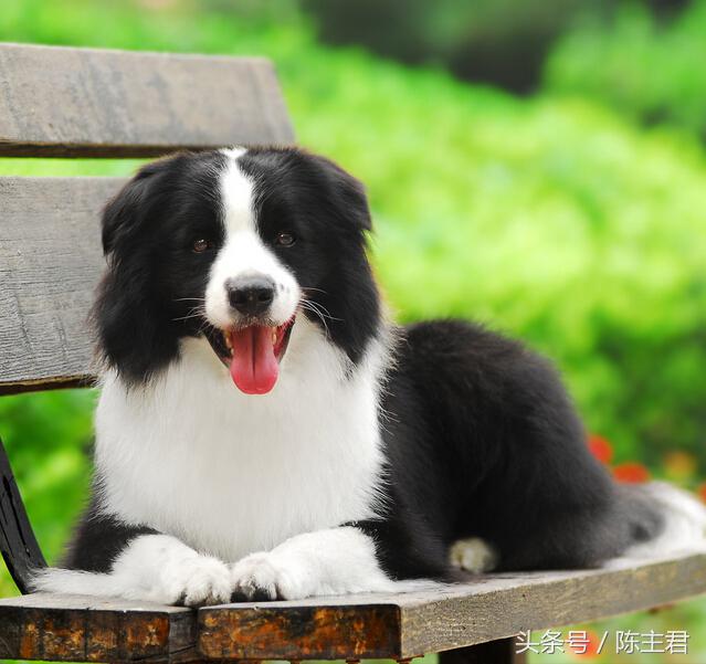 世界名犬前十名,世界名犬排名前十名图片