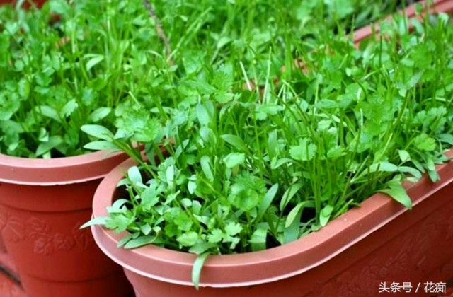 30块一斤的香菜，现在种正合适，一冬天吃不完，还长得大如芹菜！
