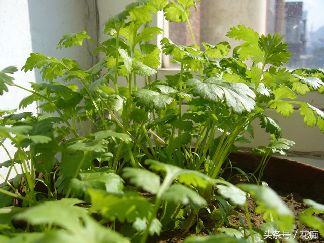 30块一斤的香菜，现在种正合适，一冬天吃不完，还长得大如芹菜！