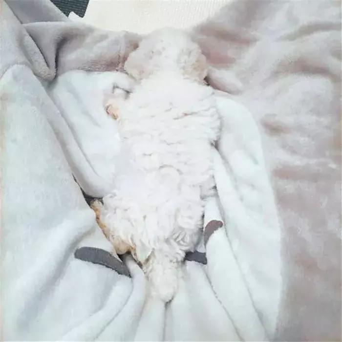 比熊幼犬粪便有虫子,比熊幼犬感染寄生虫怎么办