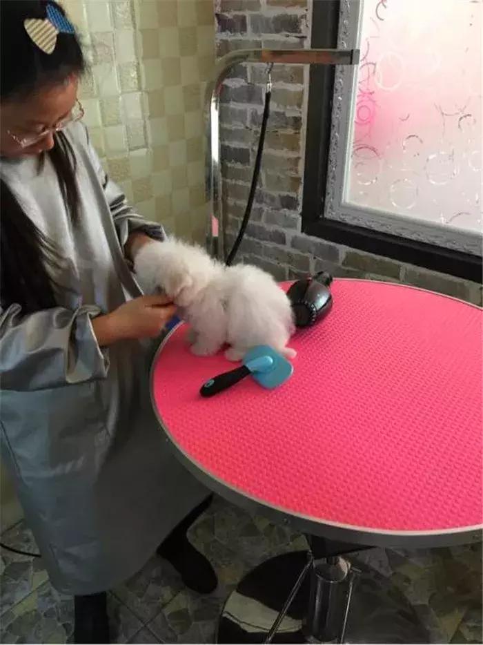 比熊幼犬感染寄生虫的五个症状,狗狗拉稀老不好,多半是这种虫!